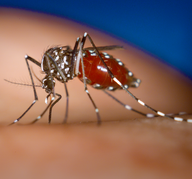 a mosquito feeding on a human blood mosquito control services in bangalore