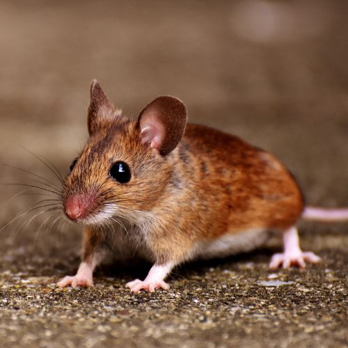 rodent pest control bangalore