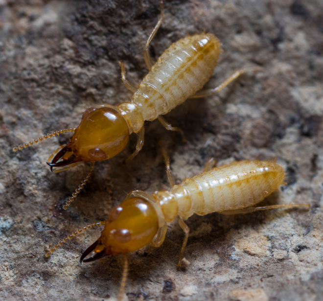 termite company. best termite control bangalore. termite treatment in bangalore