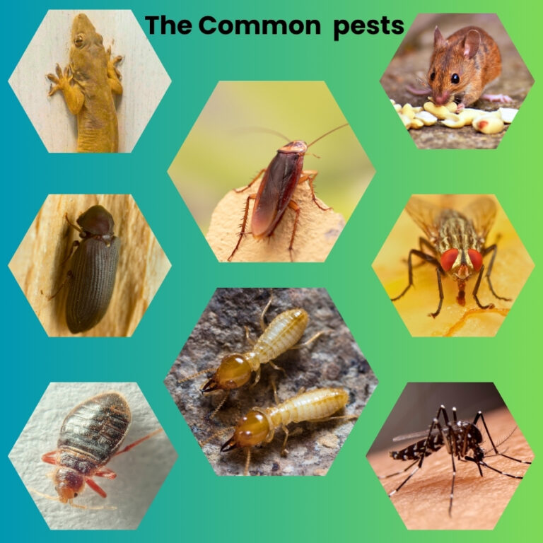 best pest control bangalore