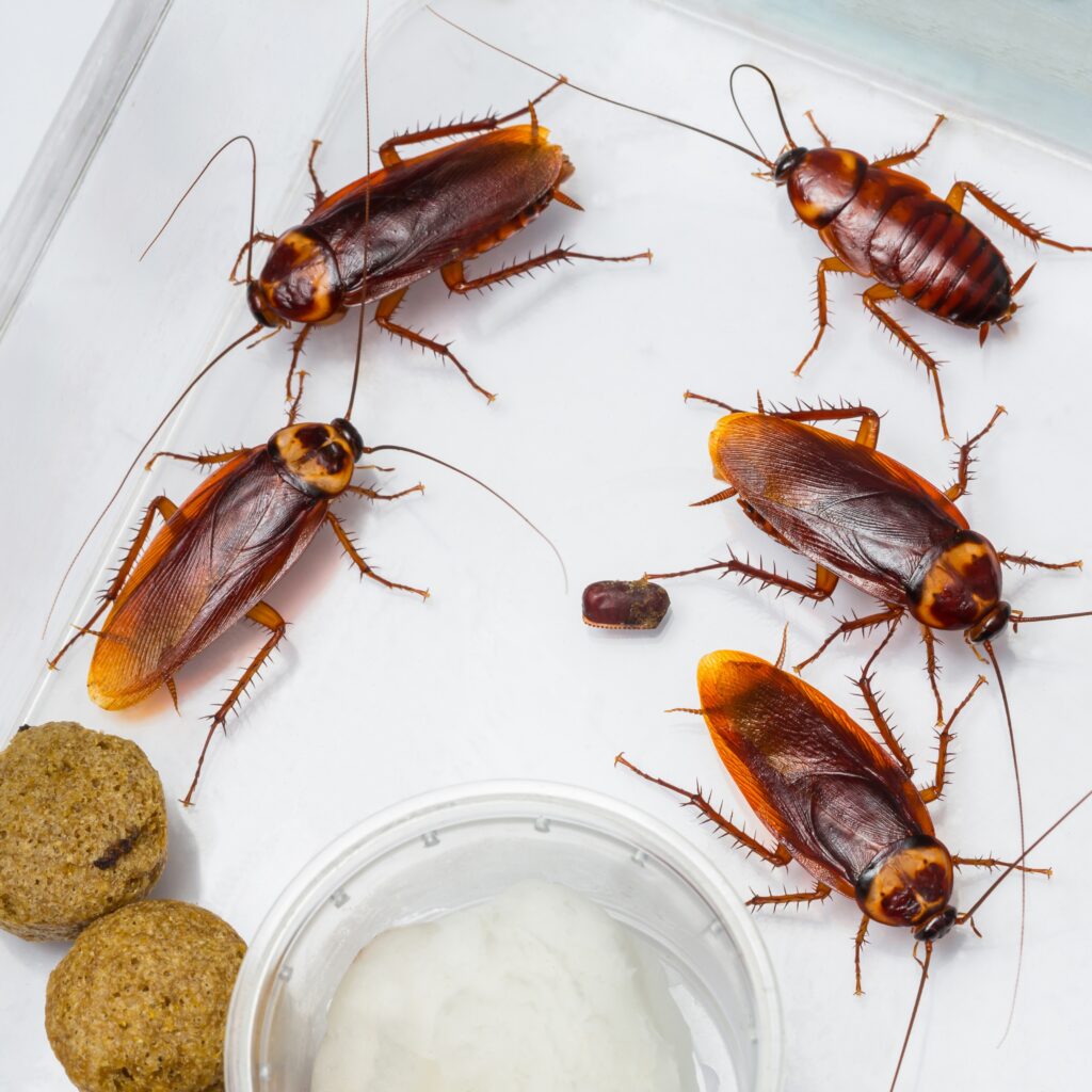 cockroach pest control bangalore