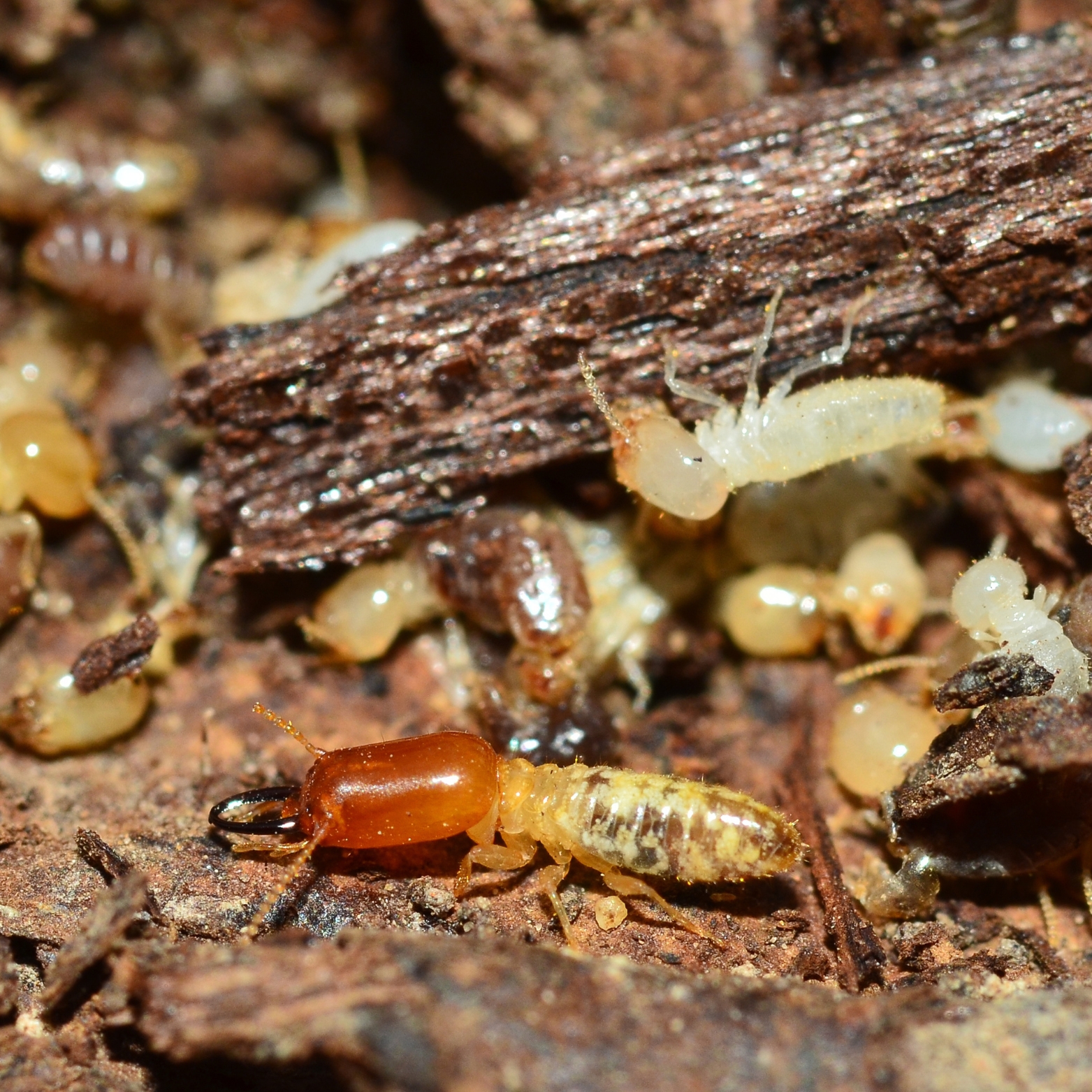 termite control, termite treatment bangalore , termite treatment