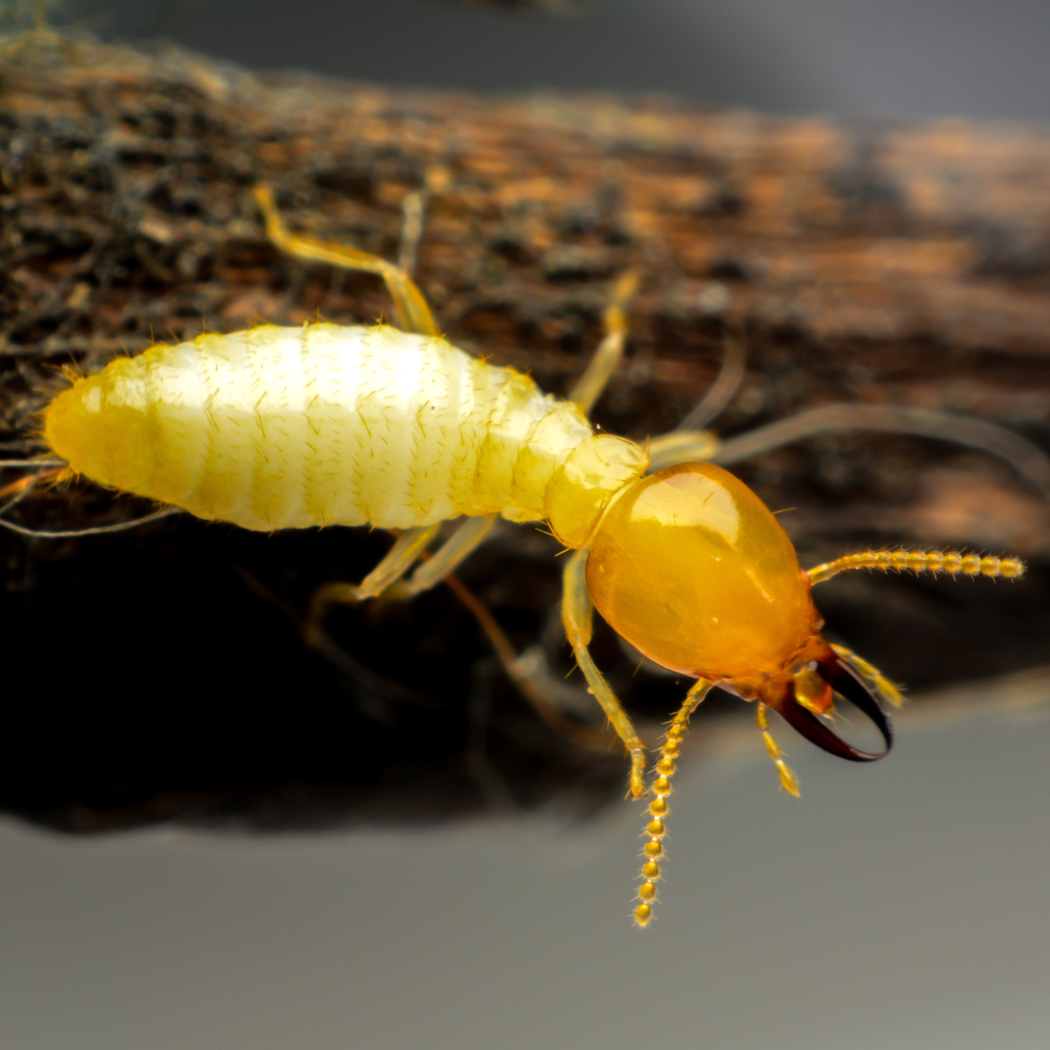 termite control, termite treatment bangalore , termite treatment