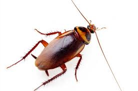 cockroach control bangalore , cockroach treatment , Brown banded cockroach, pest control in bangalore