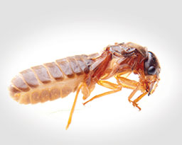 termite control bangalore, termite treatment ,damages caused by termites,  