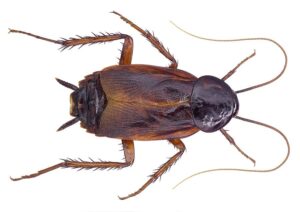 cockroach control bangalore , cockroach treatment , oriental cockroach, pest control in bangalore