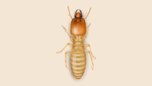 termite control bangalore, termite treatment ,damages caused by termites,  