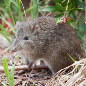 rodent control bangalore , rodent control , rat control , mouse control , rat control bangalore , mouse control bangalore