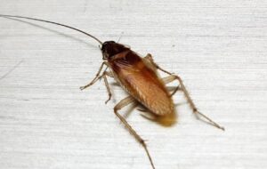 cockroach control bangalore , cockroach treatment , german cockroach, pest control in bangalore