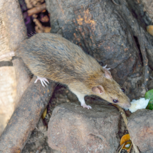 rodent control bangalore , rodent control , rat control , mouse control , rat control bangalore , mouse control bangalore