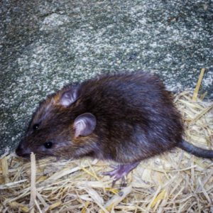 rodent control bangalore , rodent control , rat control , mouse control , rat control bangalore , mouse control bangalore