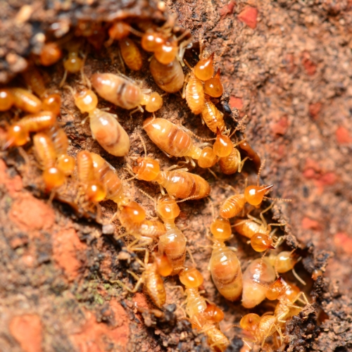 Anti-Termite Treatments