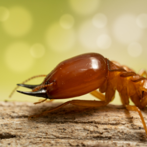 affordable termite control services ,termite treatment bangalore . termite treatment in bangalore