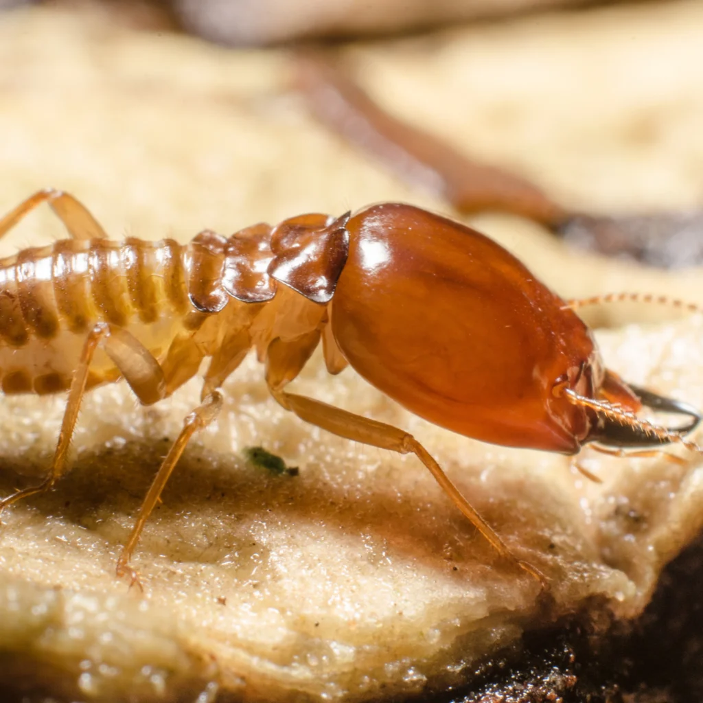 Termite Treatment in Bangalore , Termite Control Bangalore