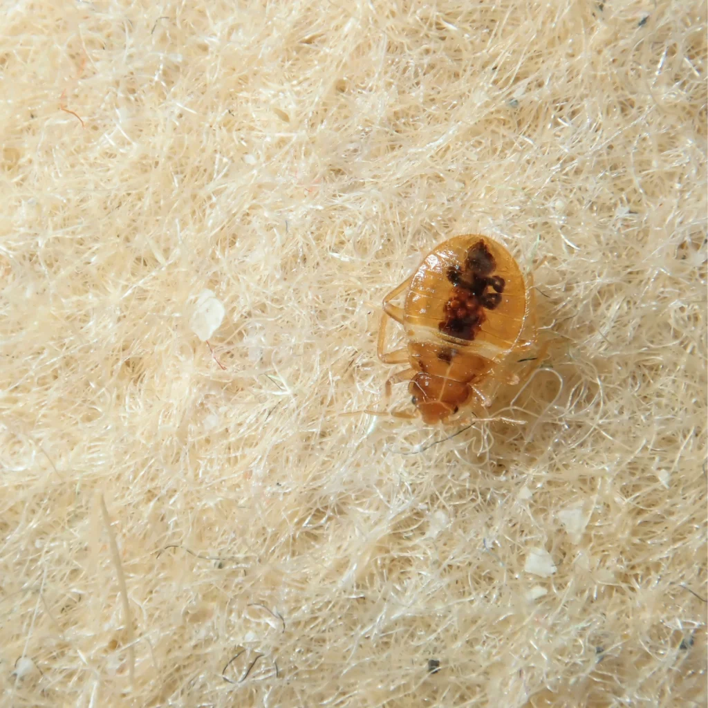 Bed Bugs treatment in bangalore