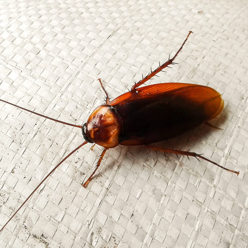 cockroach pest control bangalore, cockroach control services bangalore