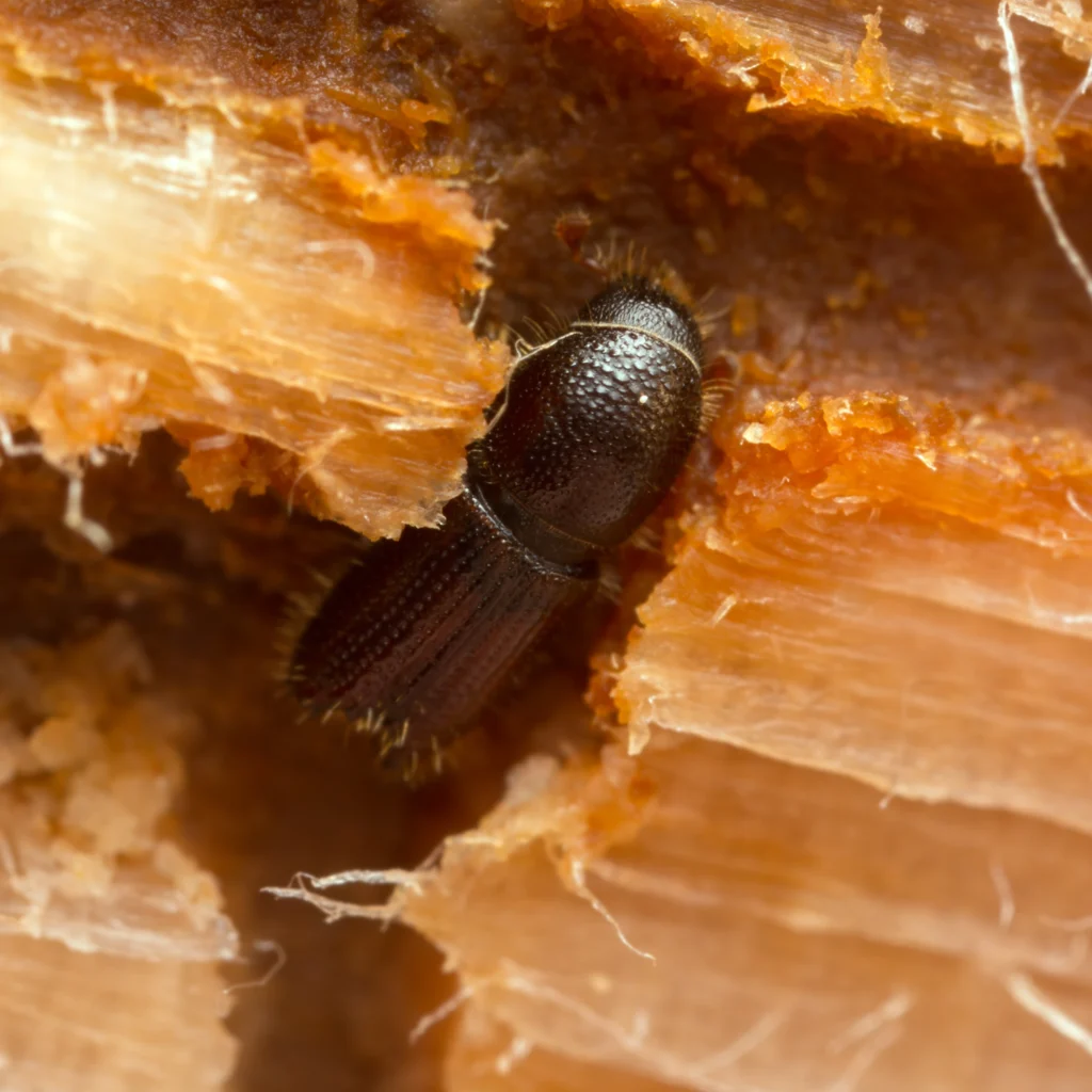 wood borer treatment in bangalore