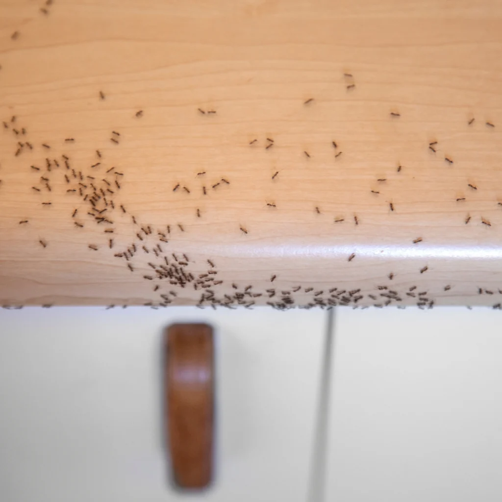 Carpenter ant nest in wood. Ants pest control in bangalore