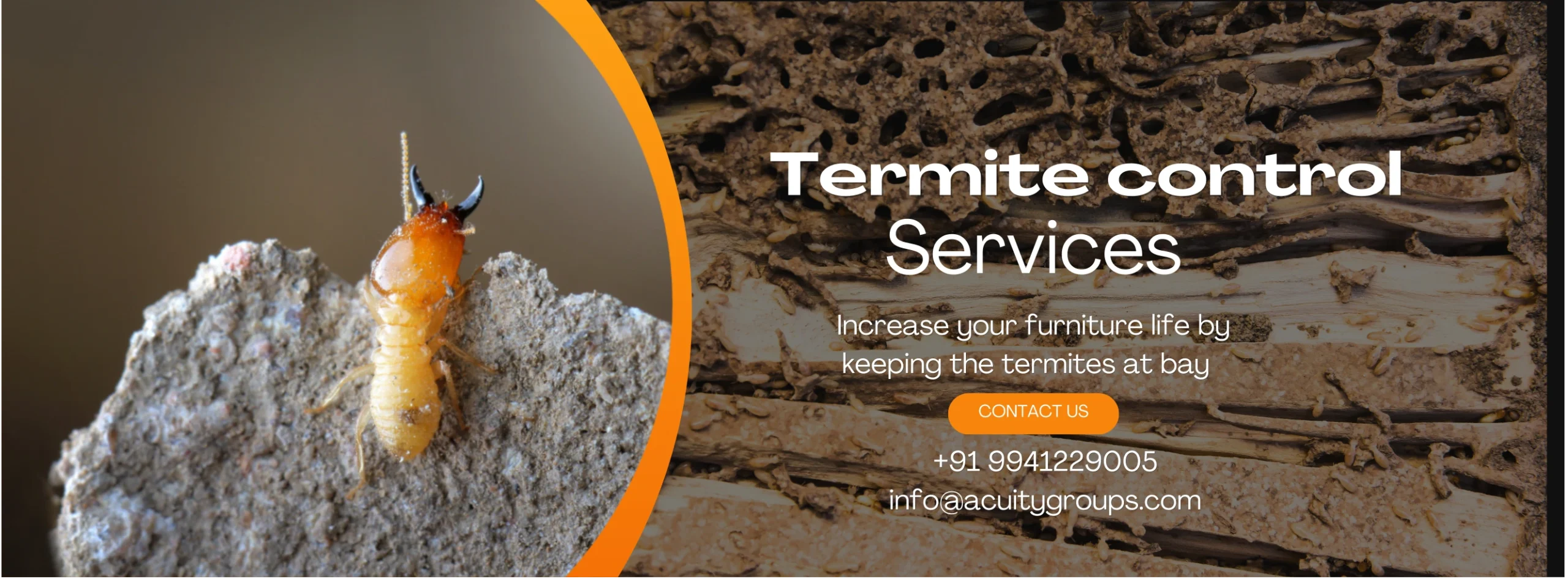 termite control services in Bangalore