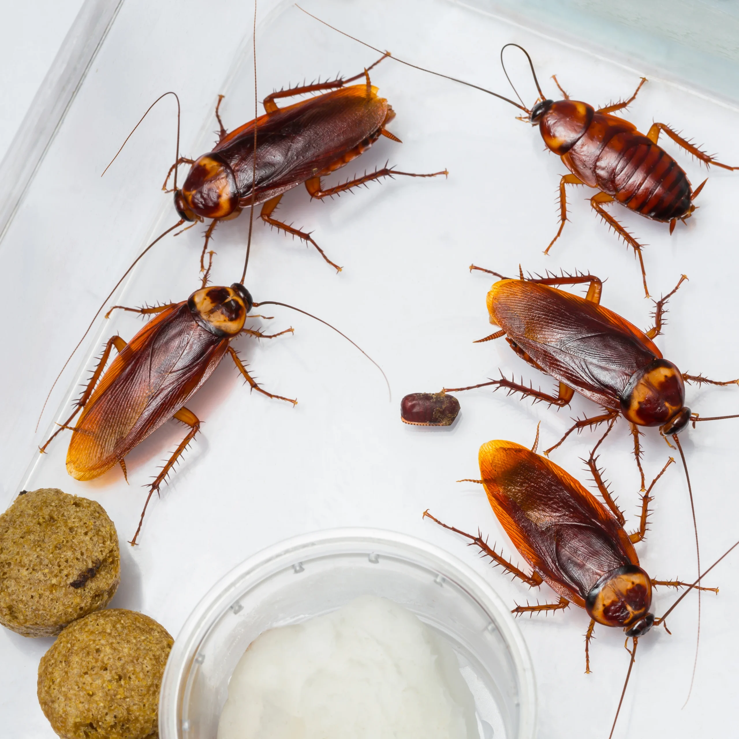 cockroach feeding on some leftover food cockroach control services in bangalore pest control cockroach