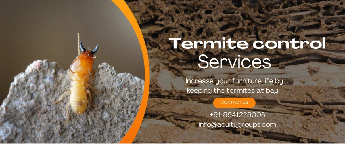 termite control services in Bangalore