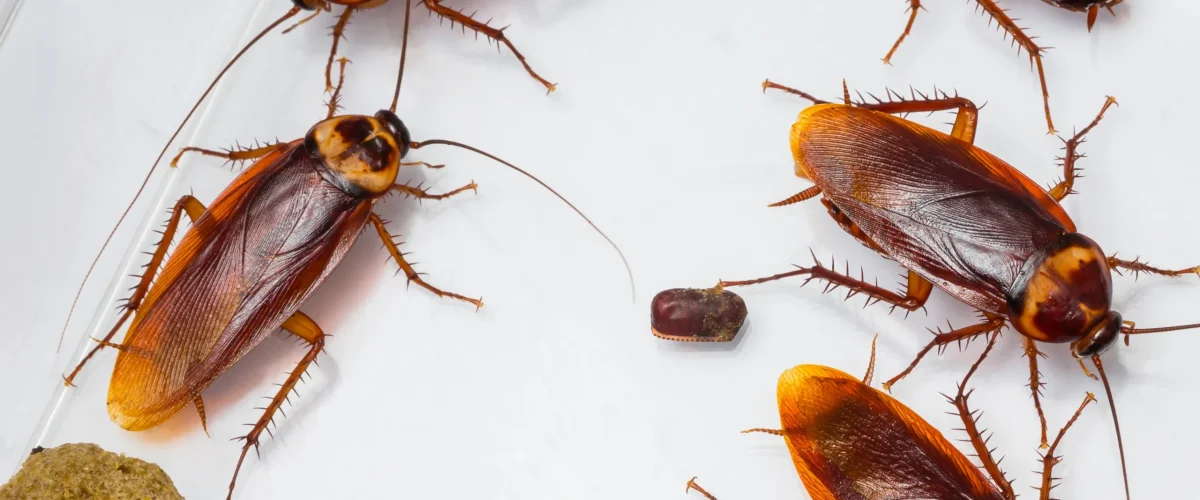 cockroach feeding on some leftover food cockroach control services in bangalore pest control cockroach